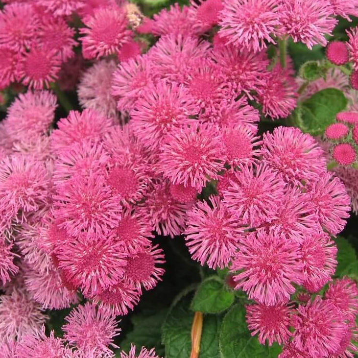 Rose Ageratum plant