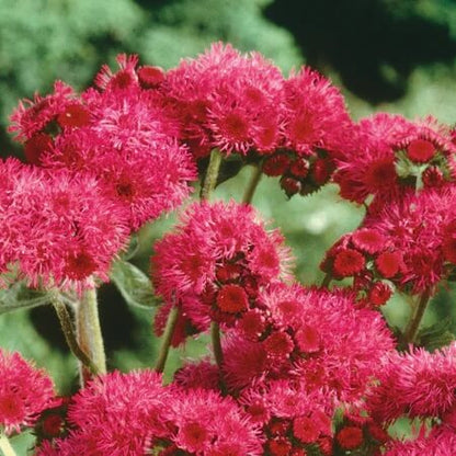 Red Ageratum plant