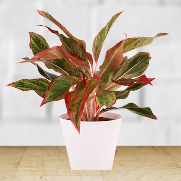 Green Aglaonema flower seeds