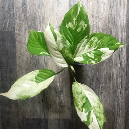 Aglaonema Plant Seeds for Planting – Heirloom Non-GMO Garden Seeds