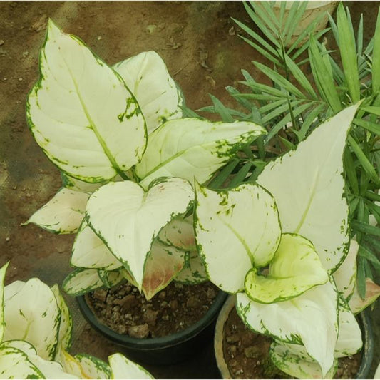 White Aglaonema flower seeds