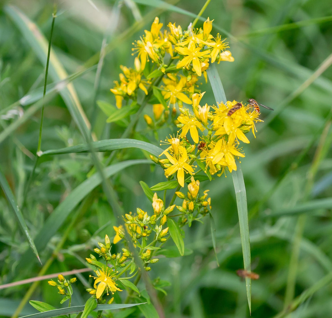 Agrimonia flower seeds