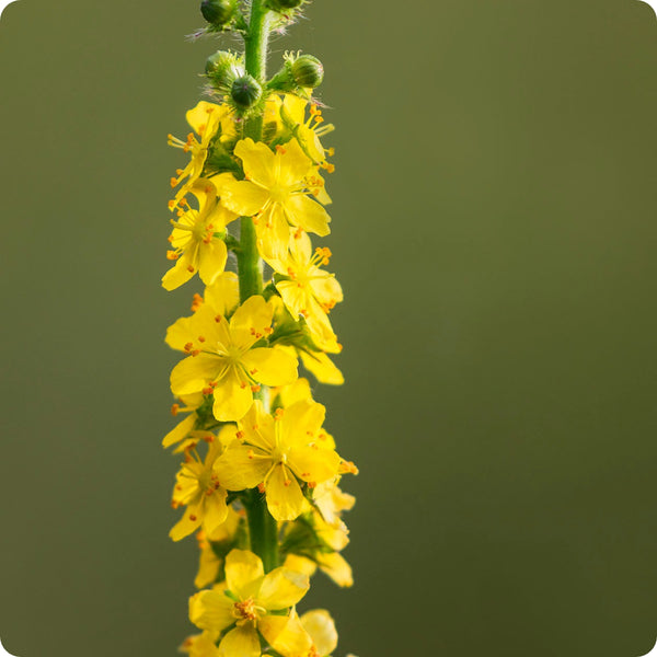 Agrimony Herb Seeds for Planting – Heirloom Non-GMO Garden Seeds