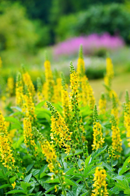 Church Steeples Agrimony Herb Seeds for Planting – Heirloom Non-GMO Garden Seeds