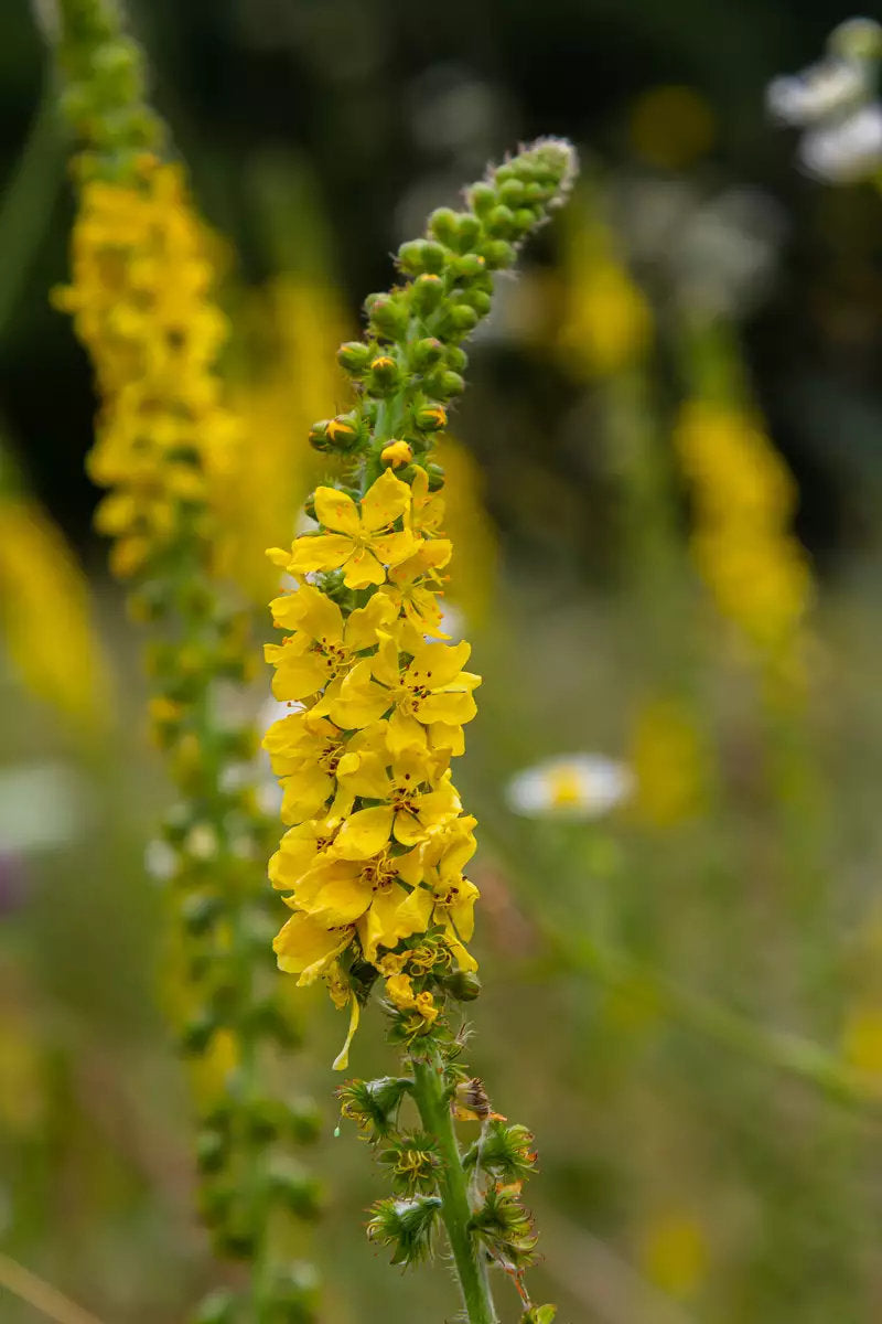 Common Agrimony (Agrimonia eupatoria) with slender spikes of small yellow flowers, green serrated leaves, and upright stems growing in a natural garden setting.