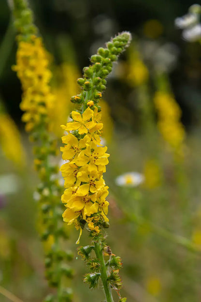 Common Agrimony (Agrimonia eupatoria) with slender spikes of small yellow flowers, green serrated leaves, and upright stems growing in a natural garden setting.