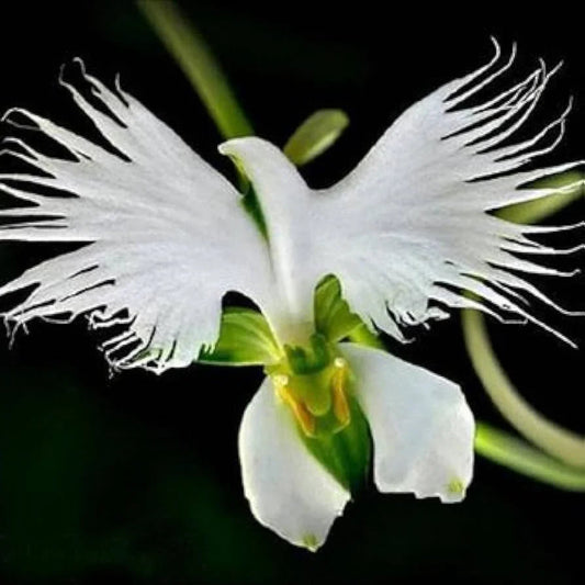 Aigrette Orchid flower seeds