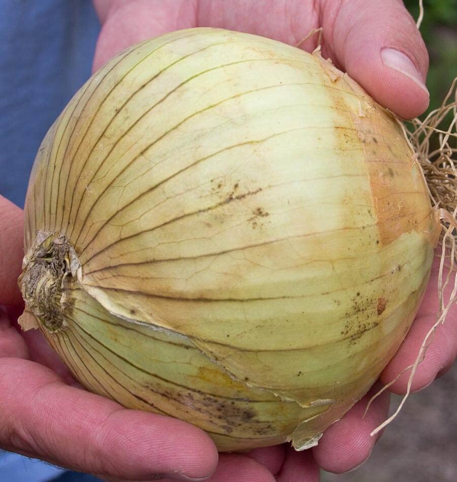 Ailsa Craig Onion Seeds