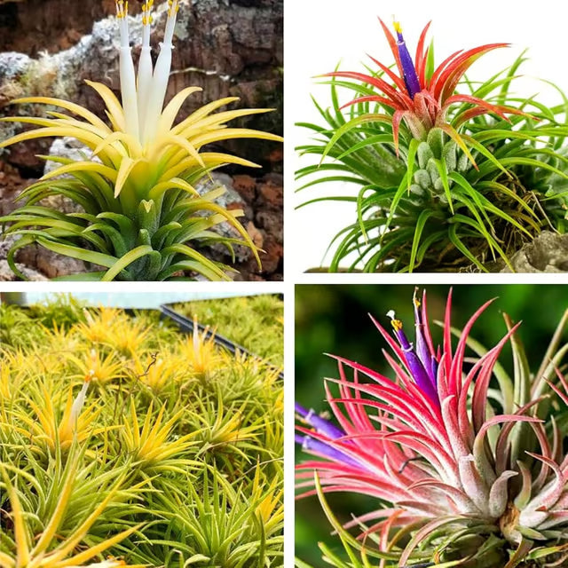 Tillandsia flower seeds