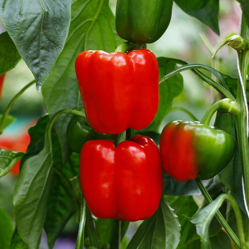 Ajito Pepper Vegetable Seeds for Planting – Heirloom Non-GMO Garden Seeds