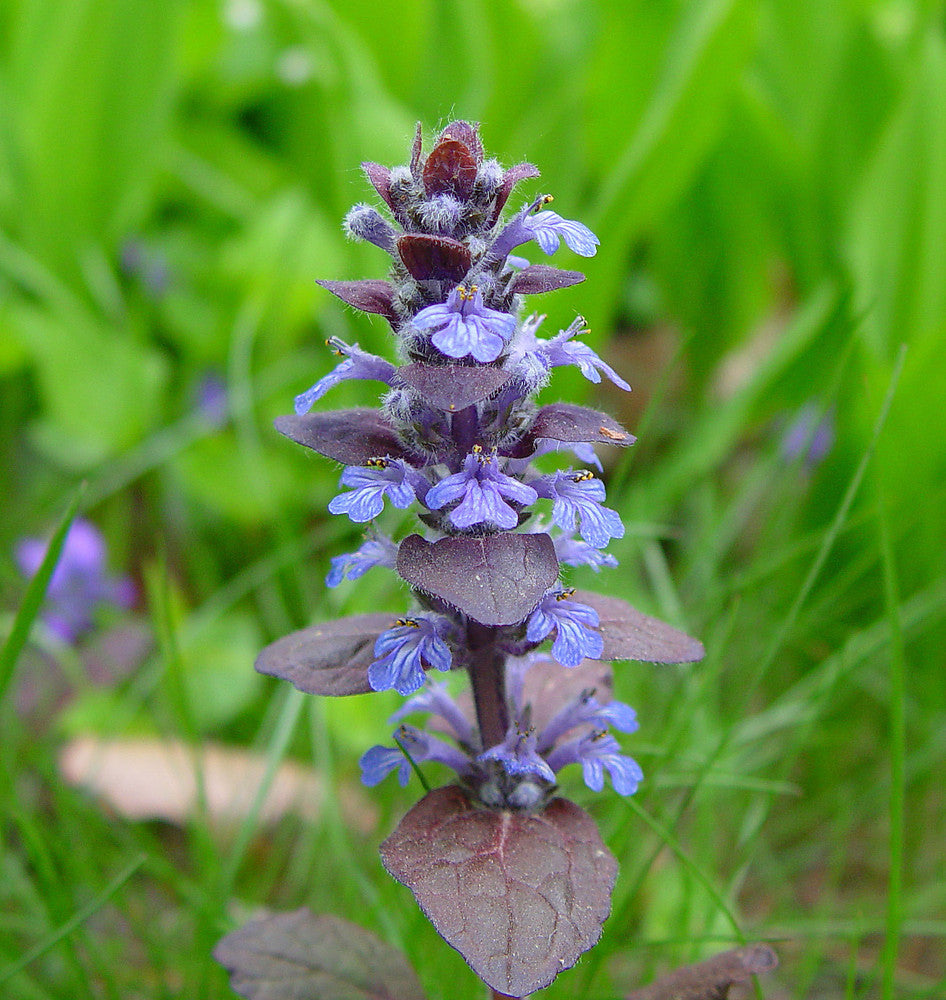 Bugle flower seeds