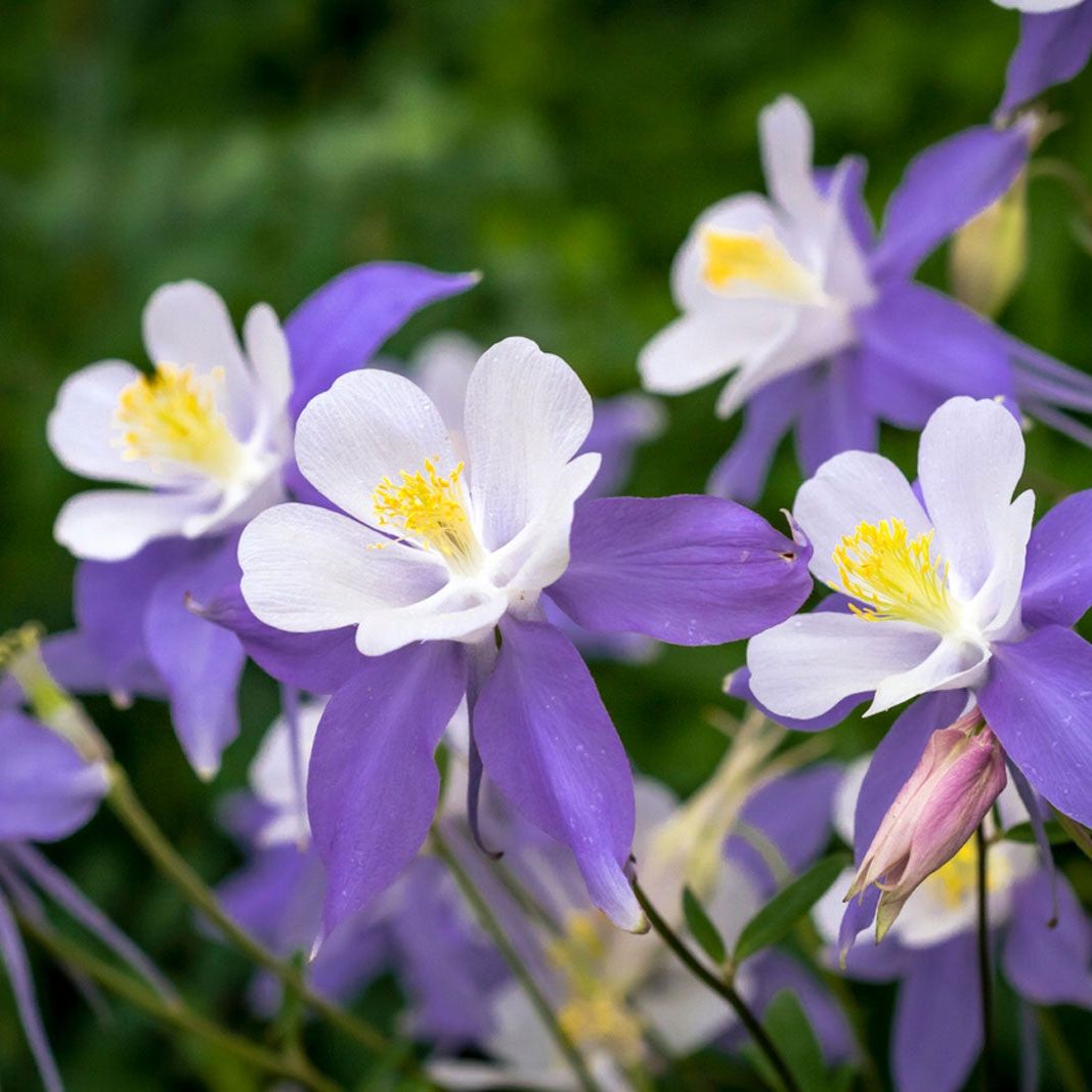 Aquilegia flower seeds