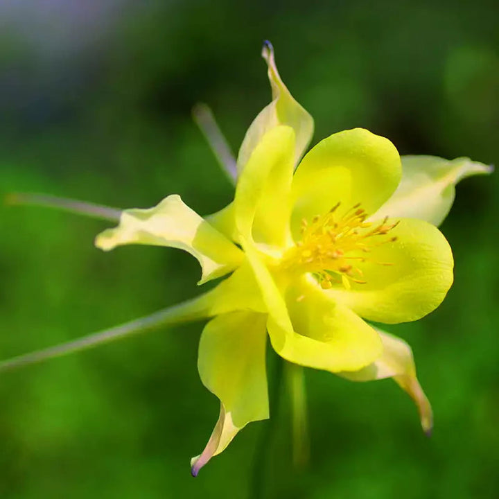 Yellow Aquilegia flower seeds