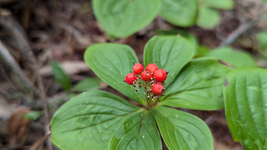 Alaskan bunchberry plant with green foliage in a shaded woodland garden