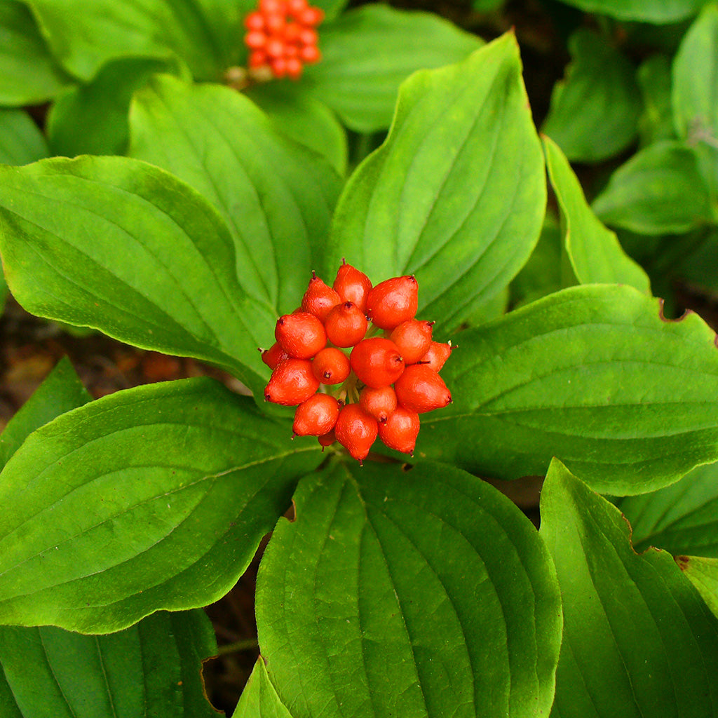 Alaskan bunchberry plant with green foliage in a shaded woodland garden