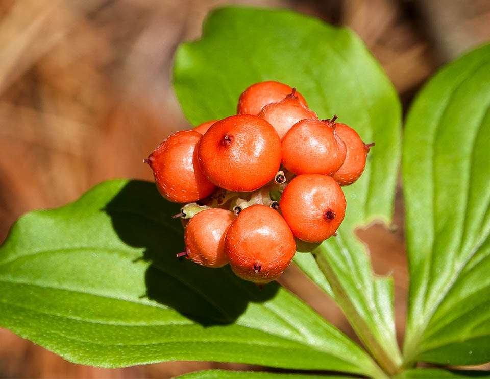 Alaskan bunchberry plant with green foliage in a shaded woodland garden