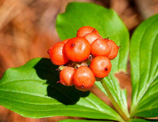 Alaskan bunchberry plant with green foliage in a shaded woodland garden