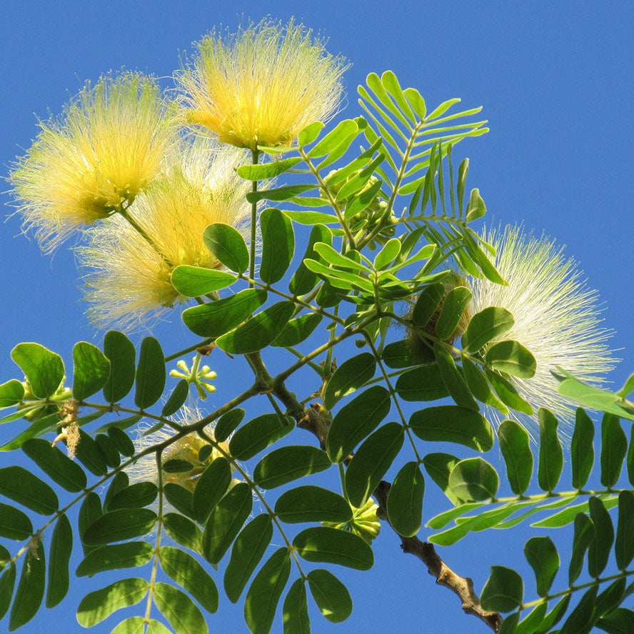 Cream Albizia flower seeds
