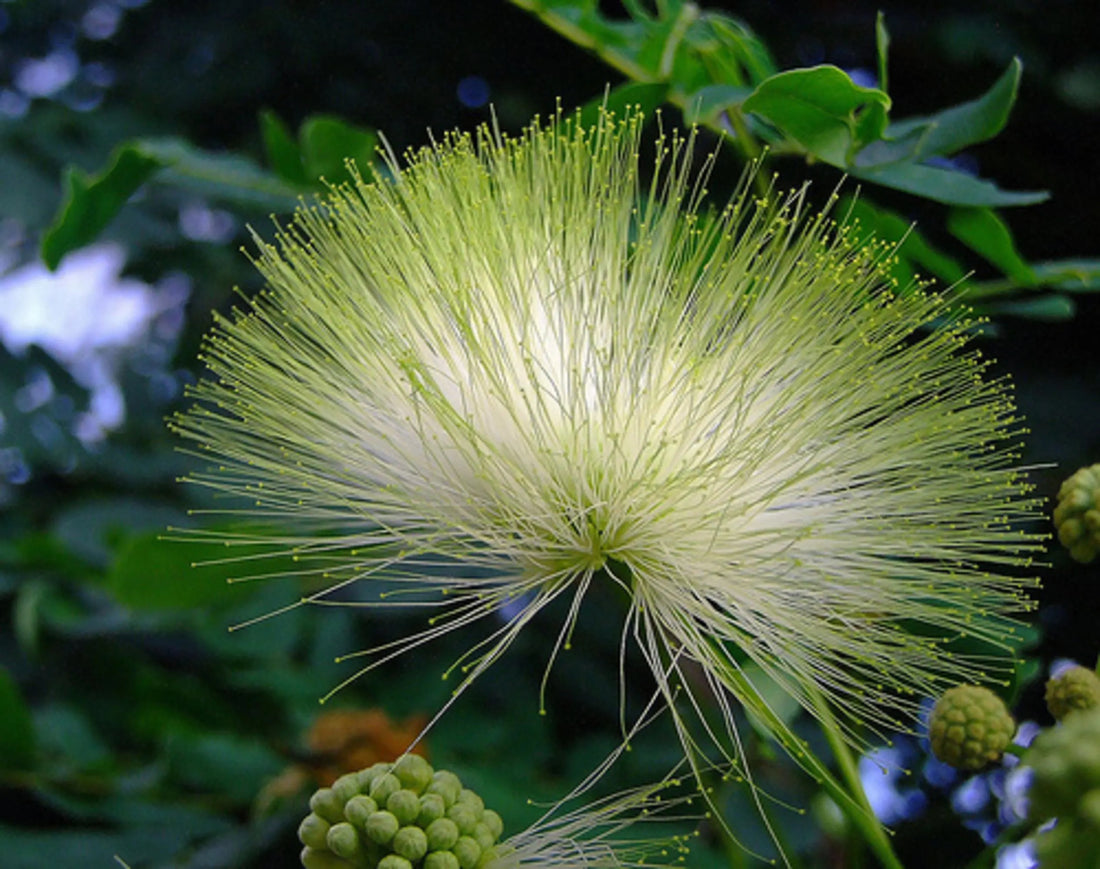 Green Albizia flower seeds