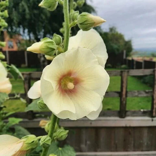 Yellow Alcea flower seeds