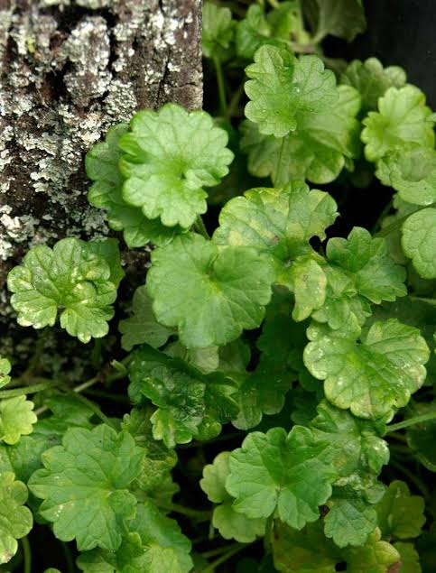 Alehoof (Glechoma hederacea) herb plant with rounded green scalloped leaves, creeping stems, and small blue-violet flowers growing as a ground cover.