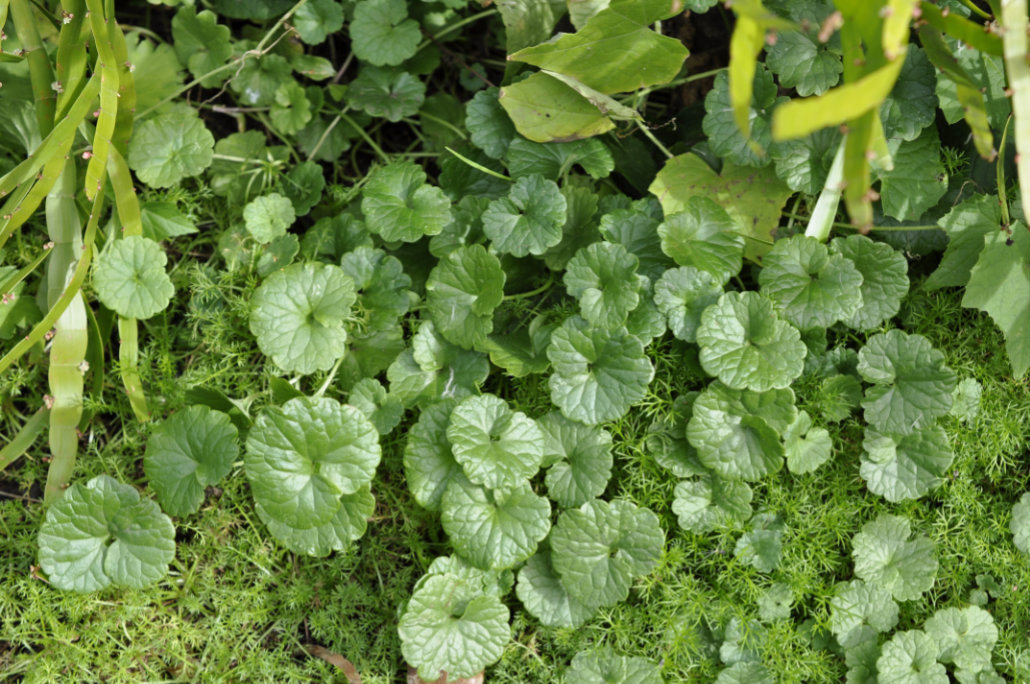 Alehoof (Glechoma hederacea) herb plant with rounded green scalloped leaves, creeping stems, and small blue-violet flowers growing as a ground cover.