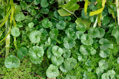 Alehoof (Glechoma hederacea) herb plant with rounded green scalloped leaves, creeping stems, and small blue-violet flowers growing as a ground cover.