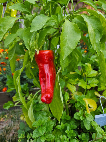 Aleppo Pepper Seeds for Planting – Heirloom Non-GMO Garden Seeds
