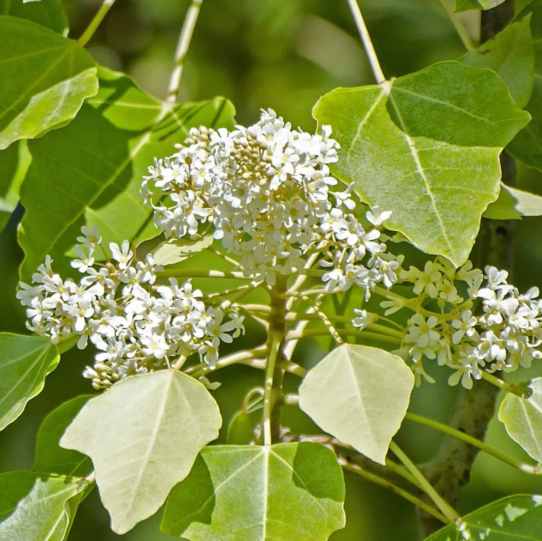 Hardy Aleurites flower seeds