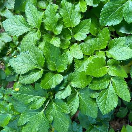 Alexanders Herb Plant
