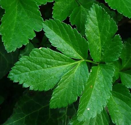 Alexanders Herb Plant