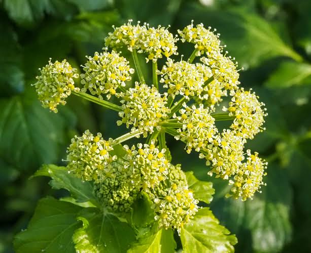Alexanders (Smyrnium olusatrum) herb plant with lush green foliage, branching stems, and delicate yellow-green flower clusters growing in a traditional herb garden.