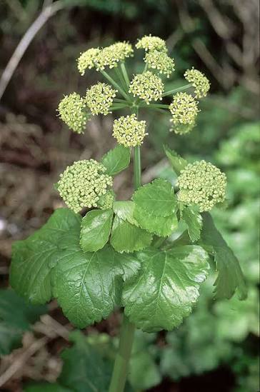 Alexanders (Smyrnium olusatrum) herb plant with lush green foliage, branching stems, and delicate yellow-green flower clusters growing in a traditional herb garden.