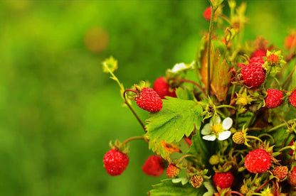alexandria strawberry seeds
