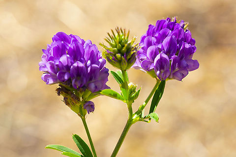 Alfalfa (Medicago sativa) herb plant with green leafy stems and purple flower clusters growing in a sunny garden.