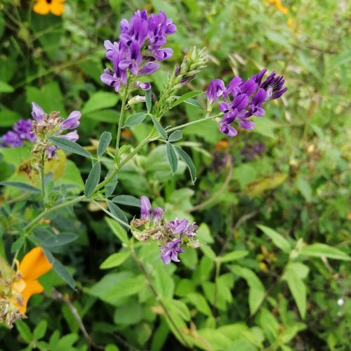 Alfalfa (Medicago sativa) herb plant with green leafy stems and purple flower clusters growing in a sunny garden.