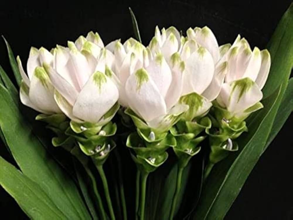 Green Alismatifolia flower seeds