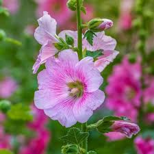 Tall Hollyhock Flower Spikes with Pink Blooms
