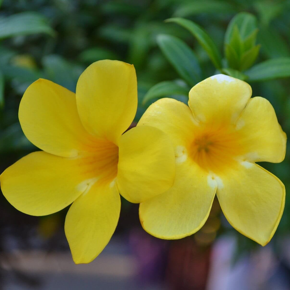 Allamanda cathartica Allamanda plant