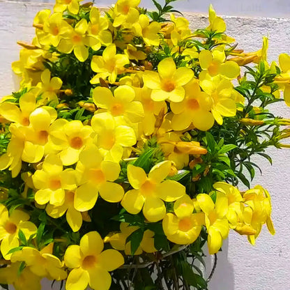Yellow Allamanda flower seeds