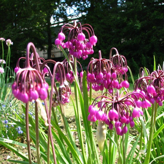 Purple Allium flower seeds