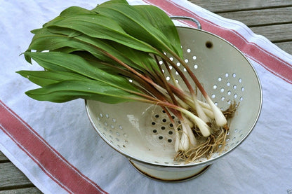 Wild Leek Herb Seeds for Planting – Heirloom Non-GMO Garden Seeds