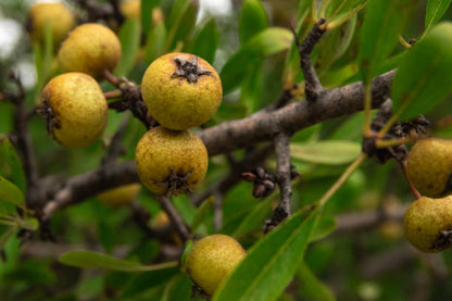 Almond-leaved pear seeds ready for planting in a home garden.