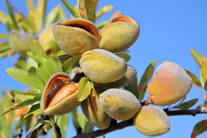 Almond Tree Seeds for Planting – Heirloom Non-GMO Garden Seeds
