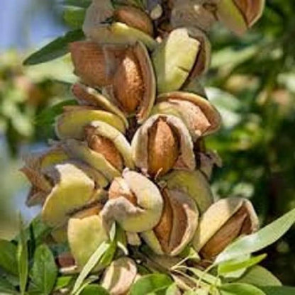 almond tree seeds