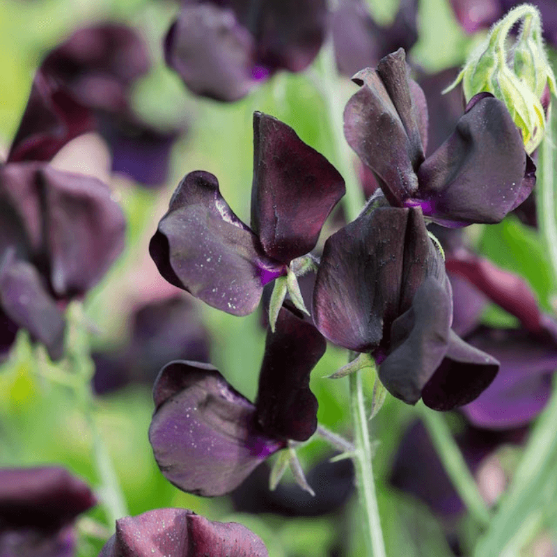 Black Sweet Pea plant