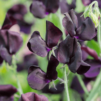 Black Sweet Pea plant