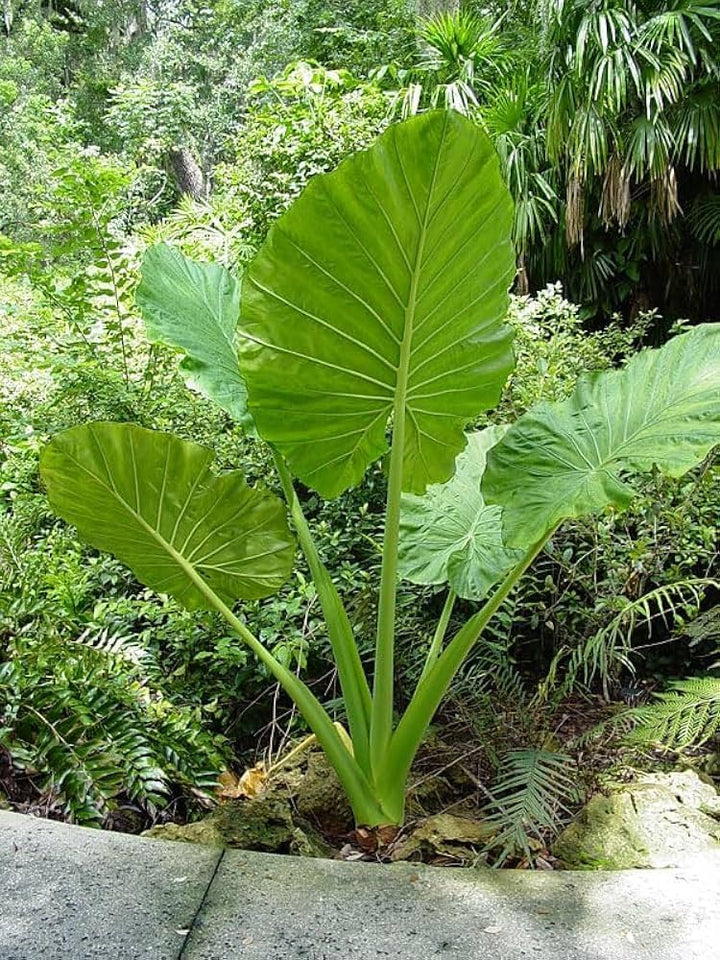 Alocasia Macrorrhiza plant with large green elephant ear leaves grown from seeds