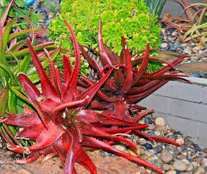 Aloe Vera with Pinkish Green Succulent Leaves