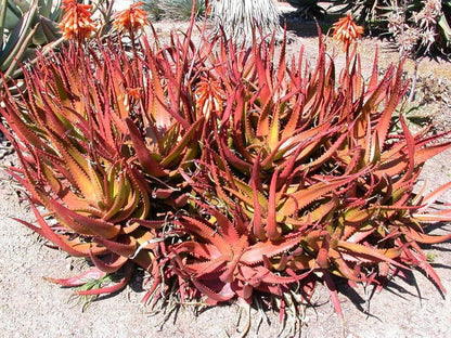 Purple Aloe Cameron with Colorful Succulent Rosettes